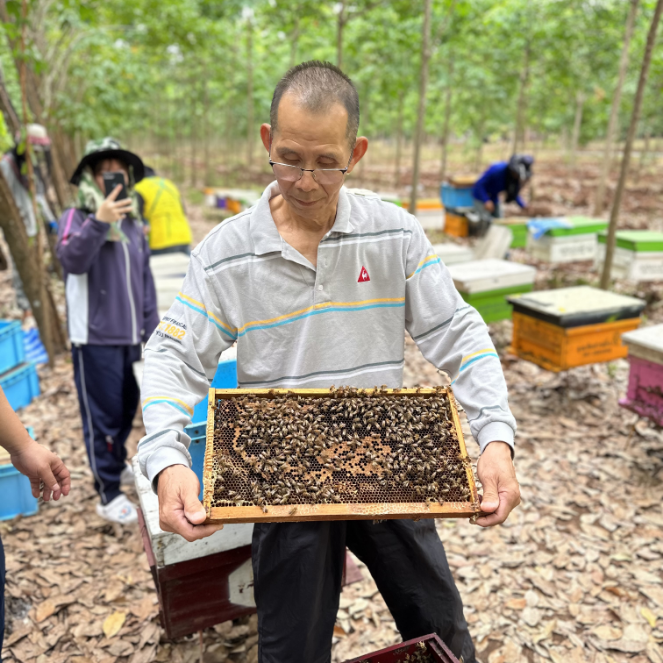 Pure Sweet Honey combs in Thailand