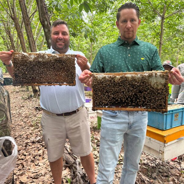 Pure Sweet Honey combs in Thailand